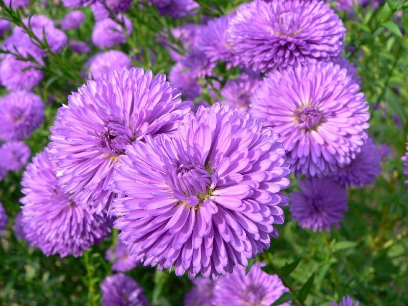 Unser Orchideenpark Bild Nr.115